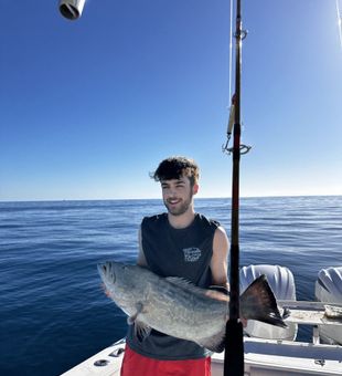 Gulf Grouper Catch at Key Largo!